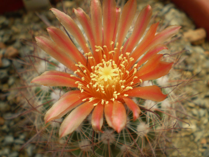 Parodia sp salta