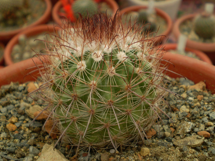 Parodia sp salta