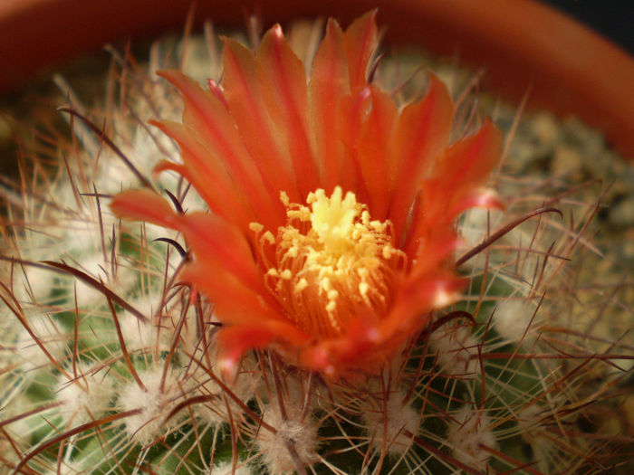 Parodia sp salta - Parodia 2013