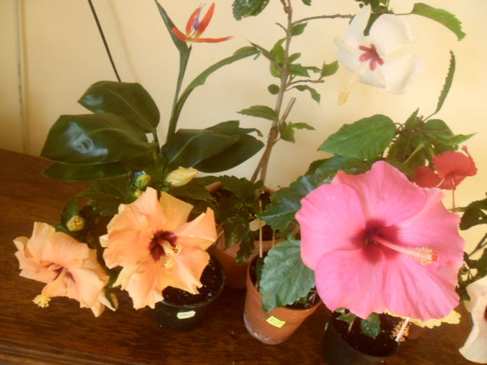 hibiscus grup