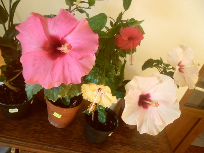 hibiscus grup