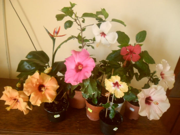 hibiscus grup