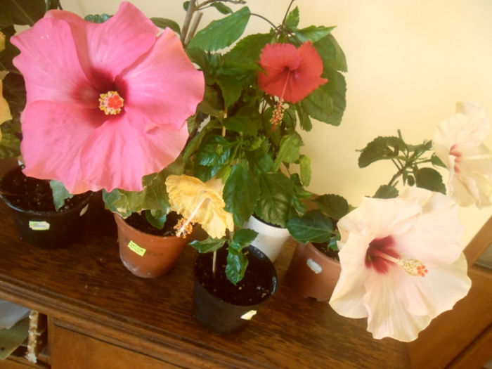 hibiscus grup