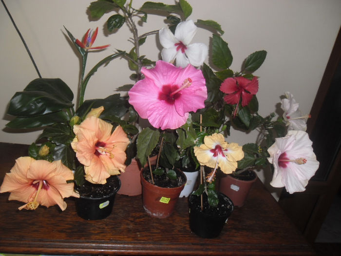 hibiscus grup