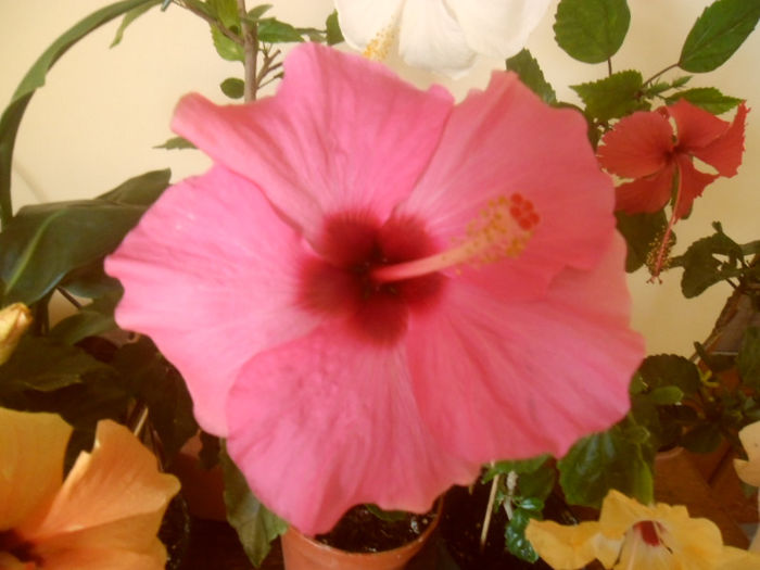 Adonicus Pink