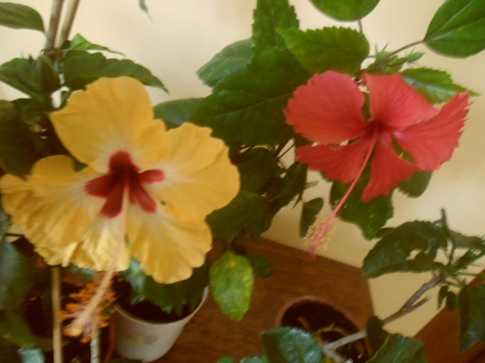 Silvya Goodman +  Coopery Rose Flake