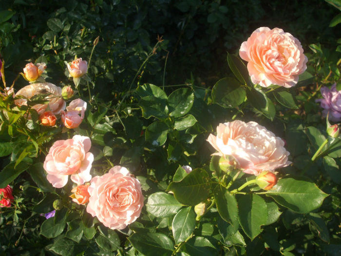 Parfum dOrleans