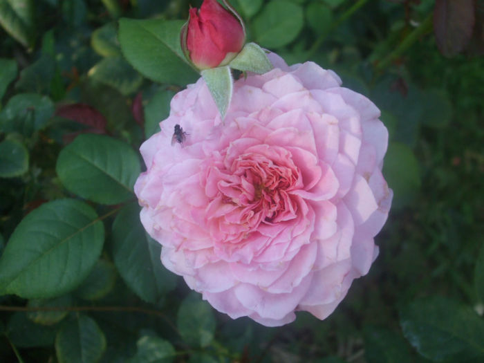 Florajet