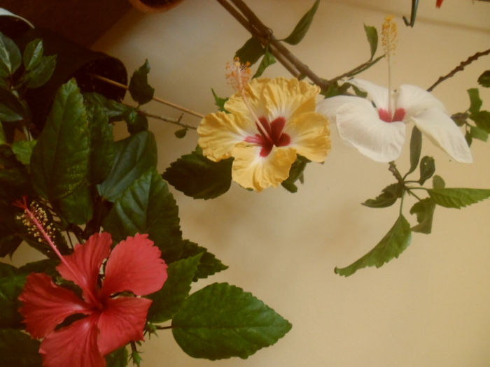 hibiscus grup
