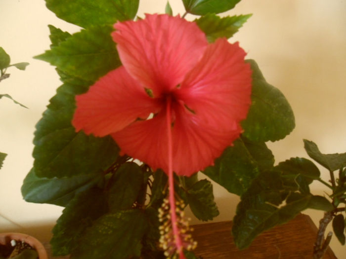 Coopery Rose Flake
