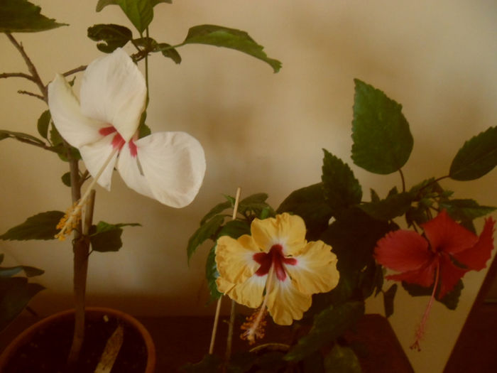 hibiscus grup