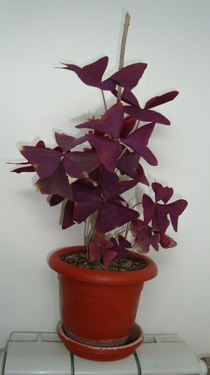 Oxalis