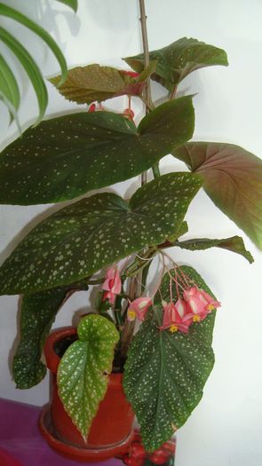 Begonia Corallina de Lucerna - Plante de interior