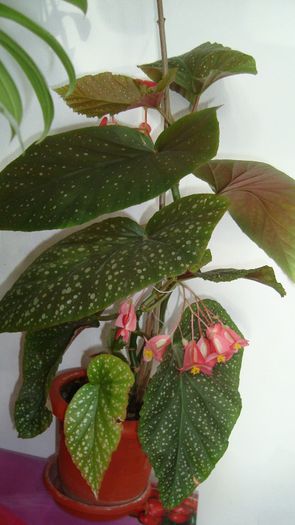 Begonia Corallina de Lucerna