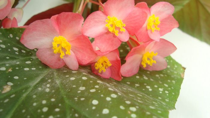 Begonia Corallina de Lucerna - Plante de interior