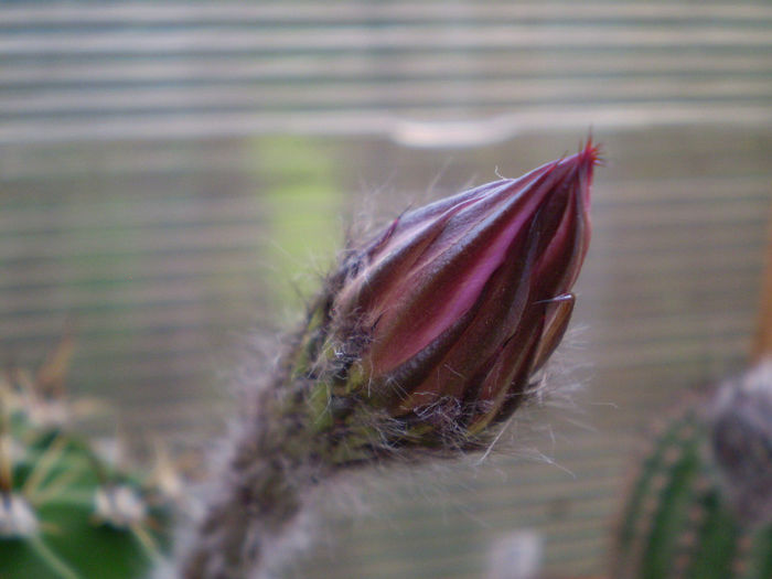 Echinopsis hybrid fl. roz - 2013