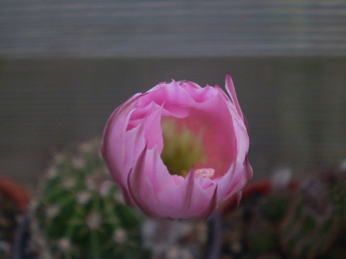 Echinopsis hybrid fl. roz - 2013