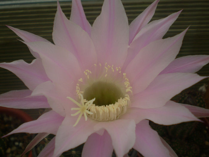 Echinopsis hybrid fl. roz