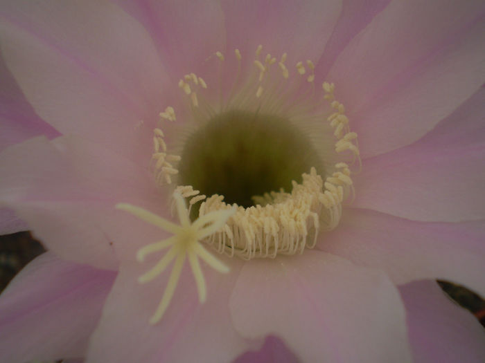 Echinopsis hybrid fl. roz - 2013