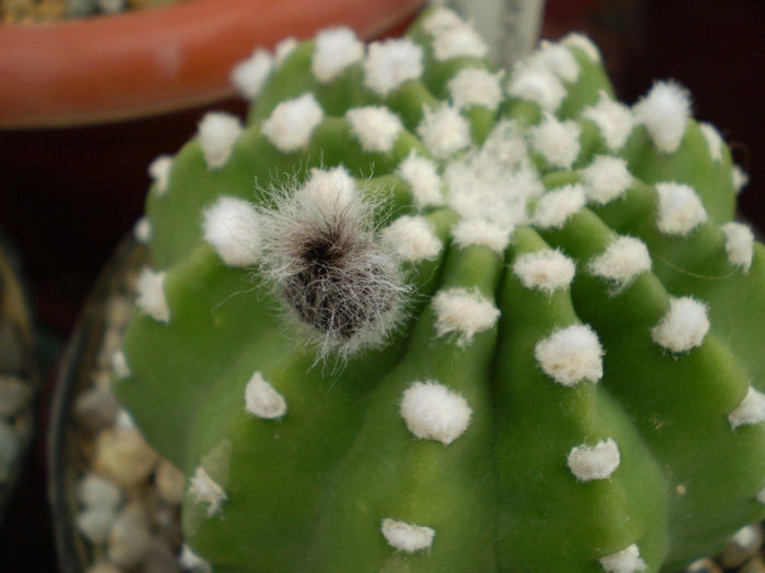 Echinopsis subdenudata