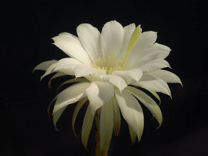 Echinopsis subdenudata