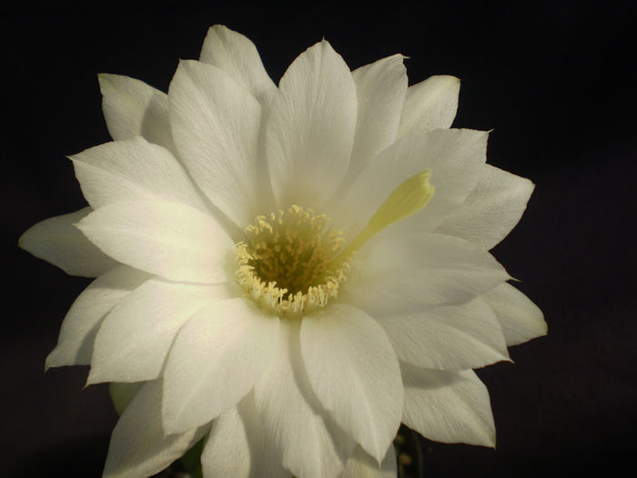 Echinopsis subdenudata