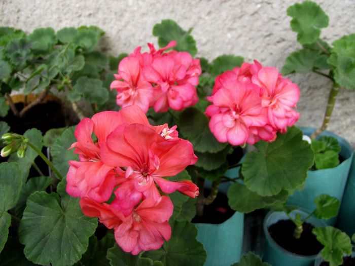 coral pink 1 dublu