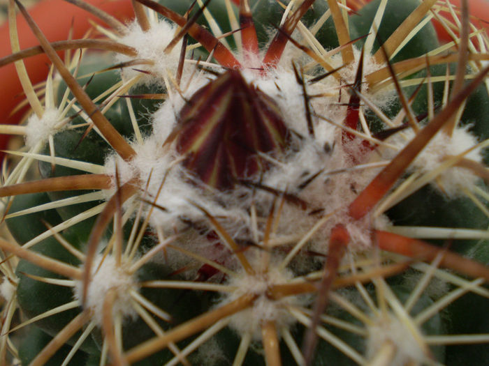 Coryphantha tripugionacantha - Coryphantha 2013