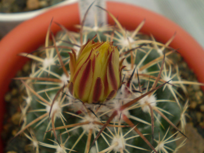 Coryphantha tripugionacantha - Coryphantha 2013