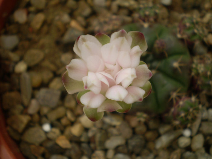 Gymnocalycium anisitsii