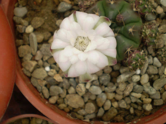 Gymnocalycium anisitsii