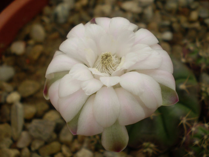 Gymnocalycium anisitsii - Gymno 2013