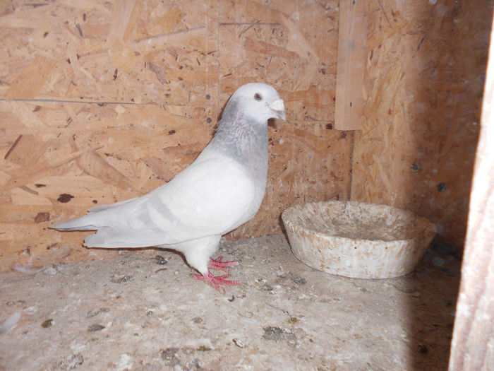 MituTunari (35) - porumbei 2013