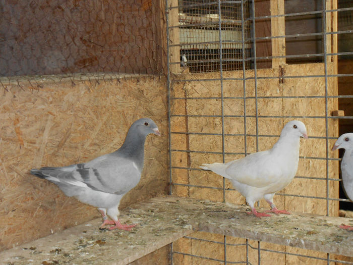 MituTunari (38) - porumbei 2013