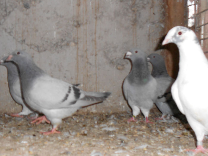 MituTunari (39) - porumbei 2013