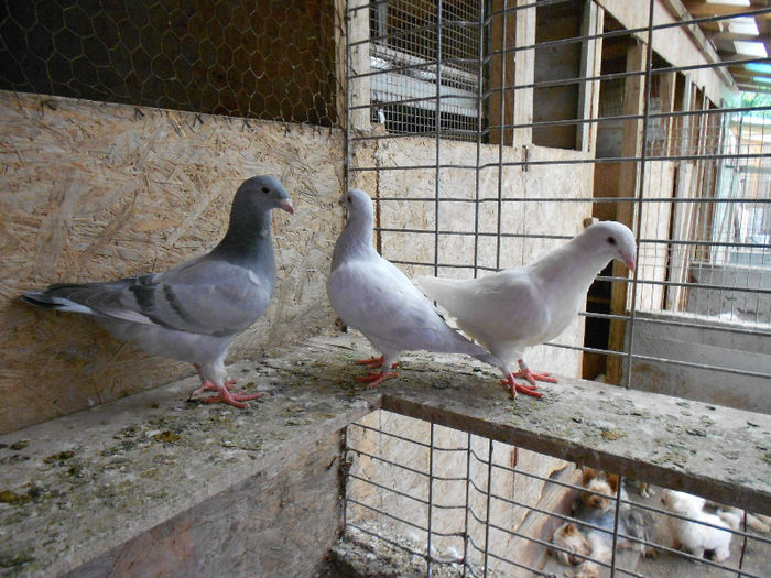 MituTunari (40) - porumbei 2013