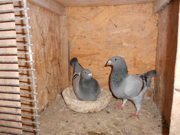 MituTunari (41) - porumbei 2013