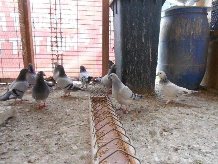 MituTunari (64) - porumbei 2013