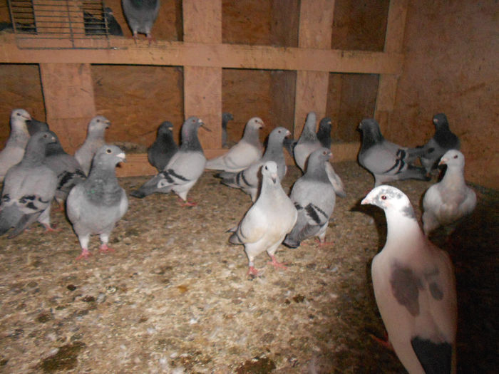 MituTunari (66) - porumbei 2013