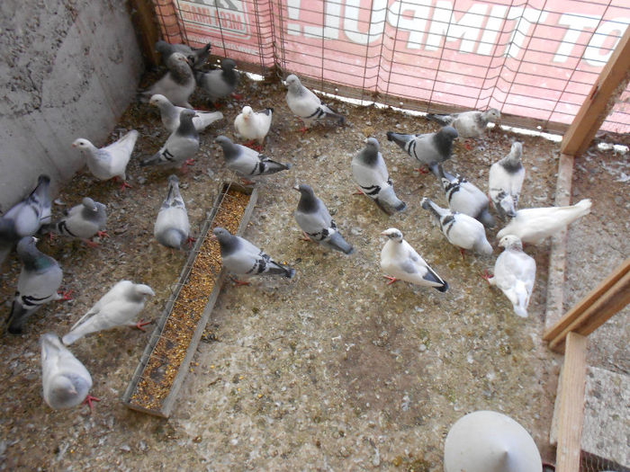 MituTunari (67) - porumbei 2013