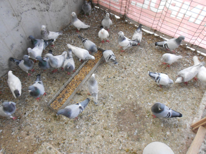 MituTunari (68) - porumbei 2013