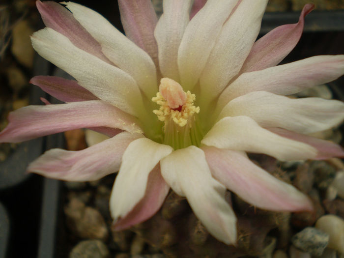 Neochilenia mitis v. glavrescens