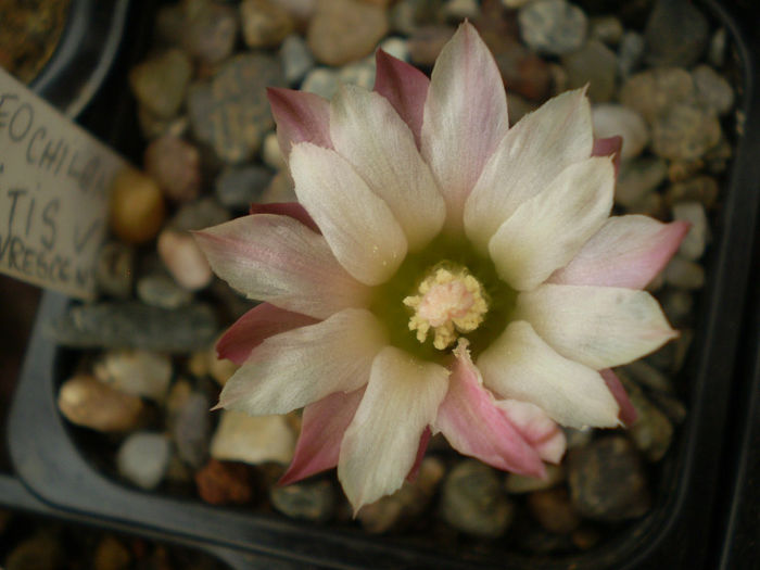 Neochilenia mitis v. glavrescens