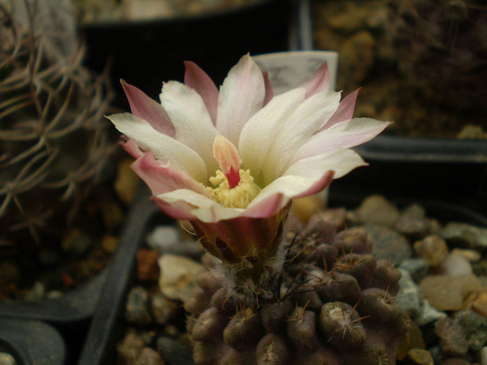 Neochilenia mitis v. glavrescens - Neochilenia 2013