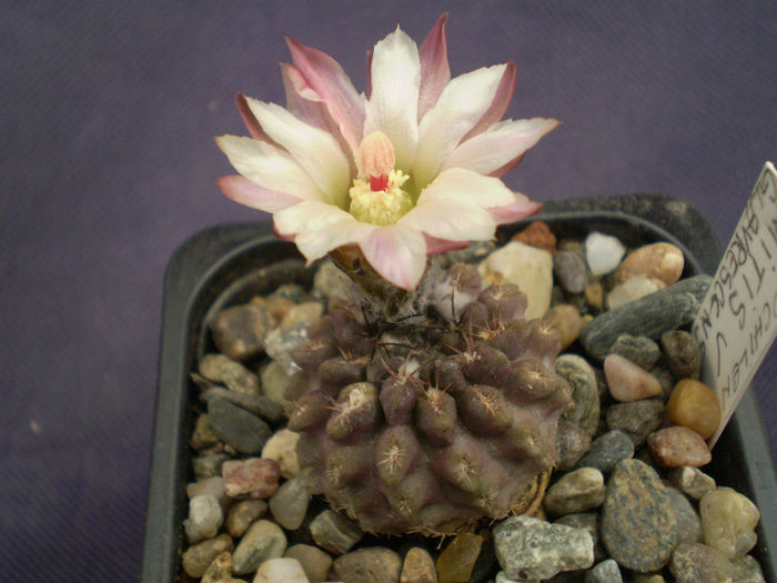 Neochilenia mitis v. glavrescens