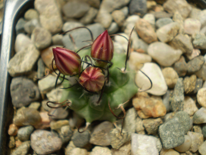 Turbinicarpus roseiflorus