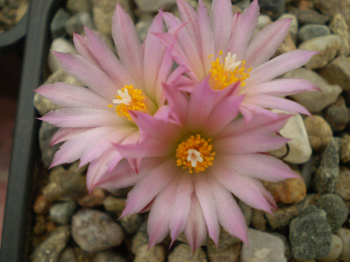 Turbinicarpus roseiflorus - Turbini 2013