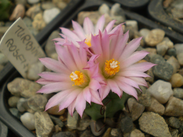 Turbinicarpus roseiflorus - Turbini 2013