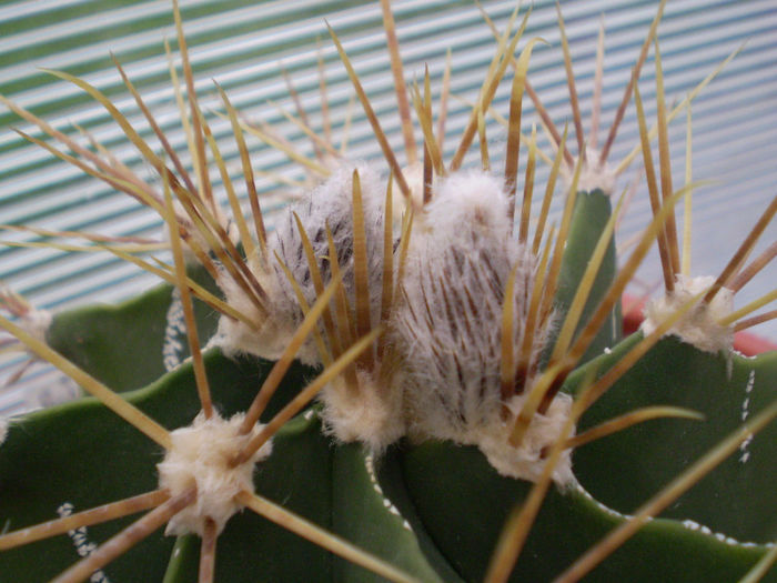 Astrophytum ornatum - Astrophytum 2013