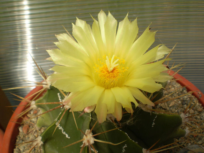 Astrophytum ornatum